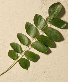 Indico ingredient.png